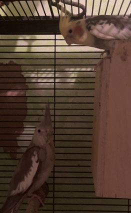 Cockatiel – Cockatiel and parakeets