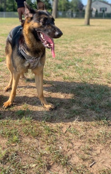 German Shepherd – roxi needs a new family