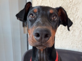 Doberman Pinscher – Doberman – Hemet