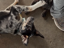 Australian Cattle Dog – Skyler – Bloomington