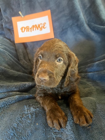Ms.Orange - Labradoodle