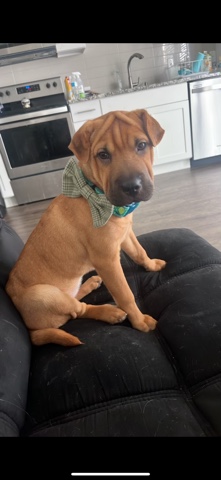 Beagle – sharpe beagle mix puppy