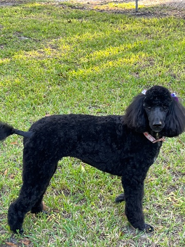 Poodle – Standard Poodle For Sale