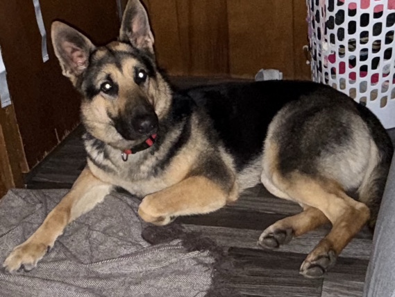 German Shepherd – Female German Shepherd – Redmond