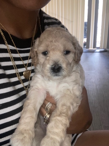 Shih Tzu – TeddyBear puppies