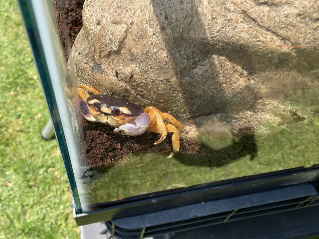 Halloween Crabs