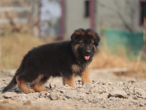 German Shepherd – Grandline Kennel precent German blood lines – Pimpri-Chinchwad