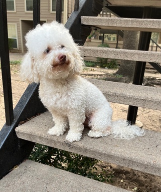 small poodle