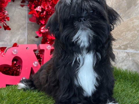 Shih Tzu – I’m Rudolph – Sidney