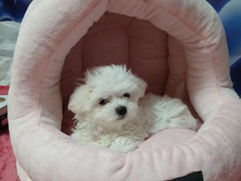 Maltese – Female Maltese 8 weeks old – Wichita
