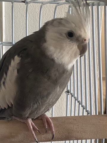 Cockatiel – Two rare breed cocktails ( CASH ONLY )