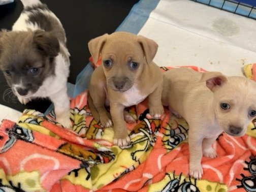 Chihuahua – chihuahua puppies – Marietta