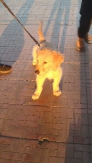 Golden Retriever – Vinson