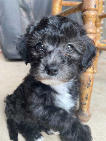 Maltese – 8week male Maltipoo Pup!