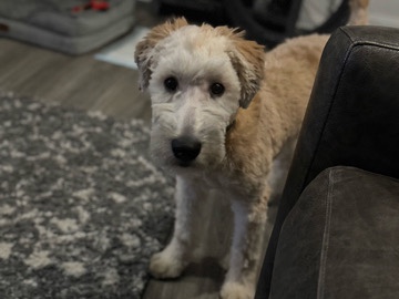 7-Month-Old Soft-Coated Wheaten Terrier for Sale – New York