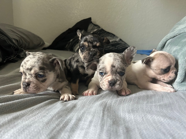 French Bulldog – French bulldog