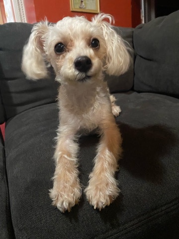 Yorkshire Terrier – Reign (Yorkie poo)