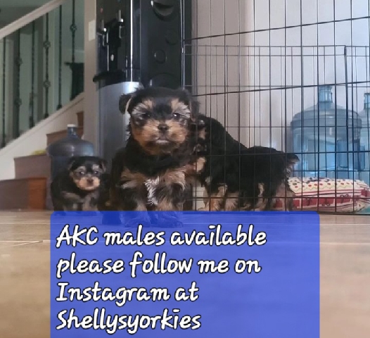 Yorkshire Terrier – Yorkies