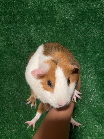 Guinea pig