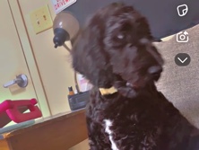Labradoodle – black doodle – Rayne