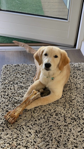 Golden Retriever – puppy