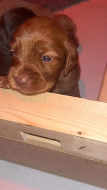English Cocker Spaniel – beuitfull cocker spaniels health tested