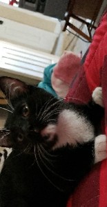 American Shorthair – Tuxedo Kitten