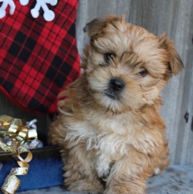 shorkie for sell
