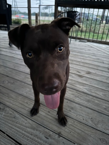 American Pit Bull Terrier – pit Bull Terrier
