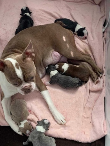 little 6weeks puppies available