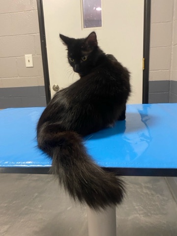 Burmese – smokey