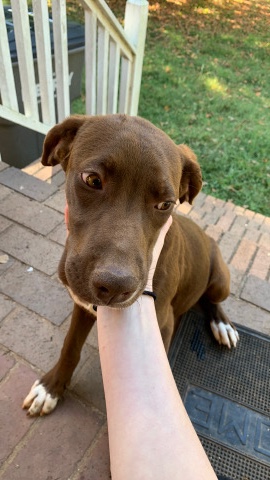 Labrador Retriever – chocolate lab