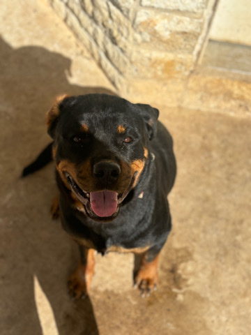 Rottweiler – female rottie