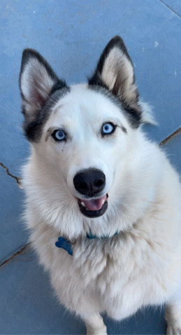 Siberian Husky – Good Girl