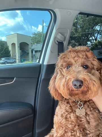 Male Petite Goldendoodle