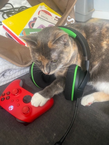 American Shorthair – My Girlfriend is pregnant, so we’re rehoming Her