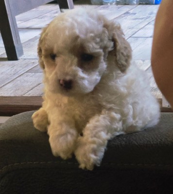 Poodle – Oxford the Toy Poodle – Philadelphia
