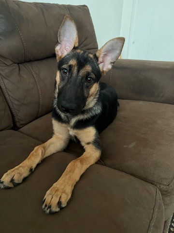 German Shepherd – German Shepherd