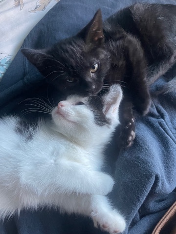 kittens