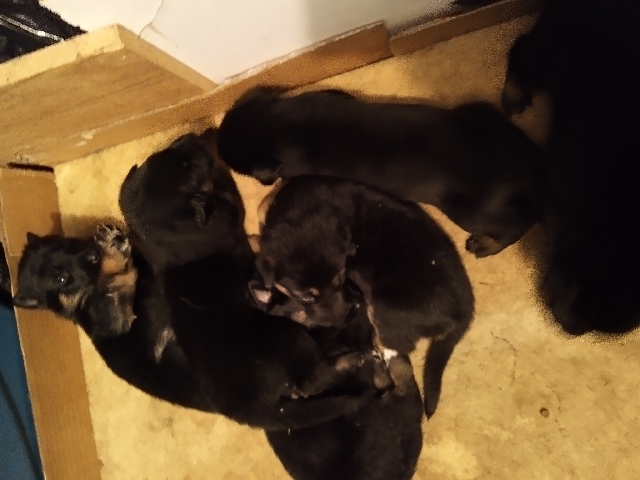 German Shepherd – German Sheppard pups