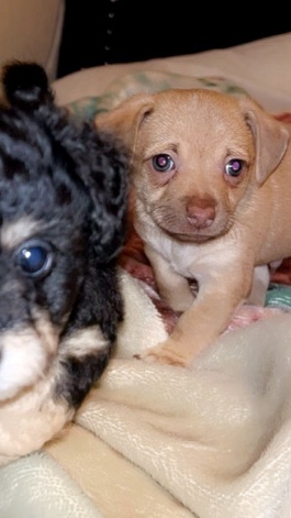 Chihuahua – puppies