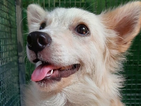 Indian Spitz – Indian Spitz for Sale