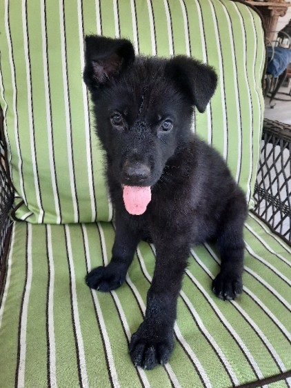German Shepherd – German Shepherd