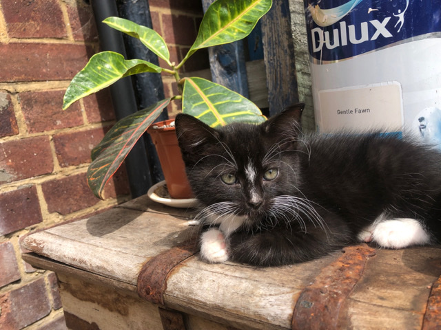 Bombay – Selling 5 kittens
