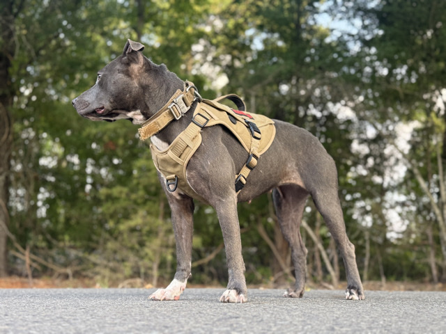 American Pit Bull Terrier – apbt – Keithville