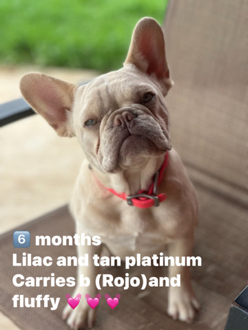 French Bulldog – beautiful frenchie