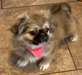 take Bella home today 