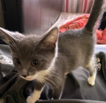 American Shorthair – 8 week old kittens (4 left)