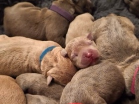 🌈 Staffordshire Bull Terrier X Standard American Bully Puppies 🌈