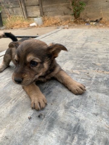 puppy